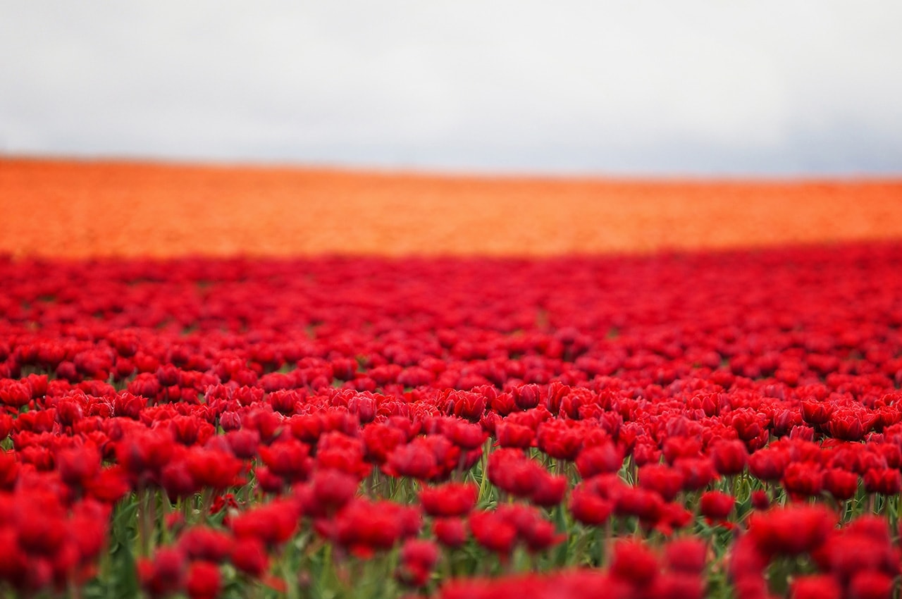 Tulips Field