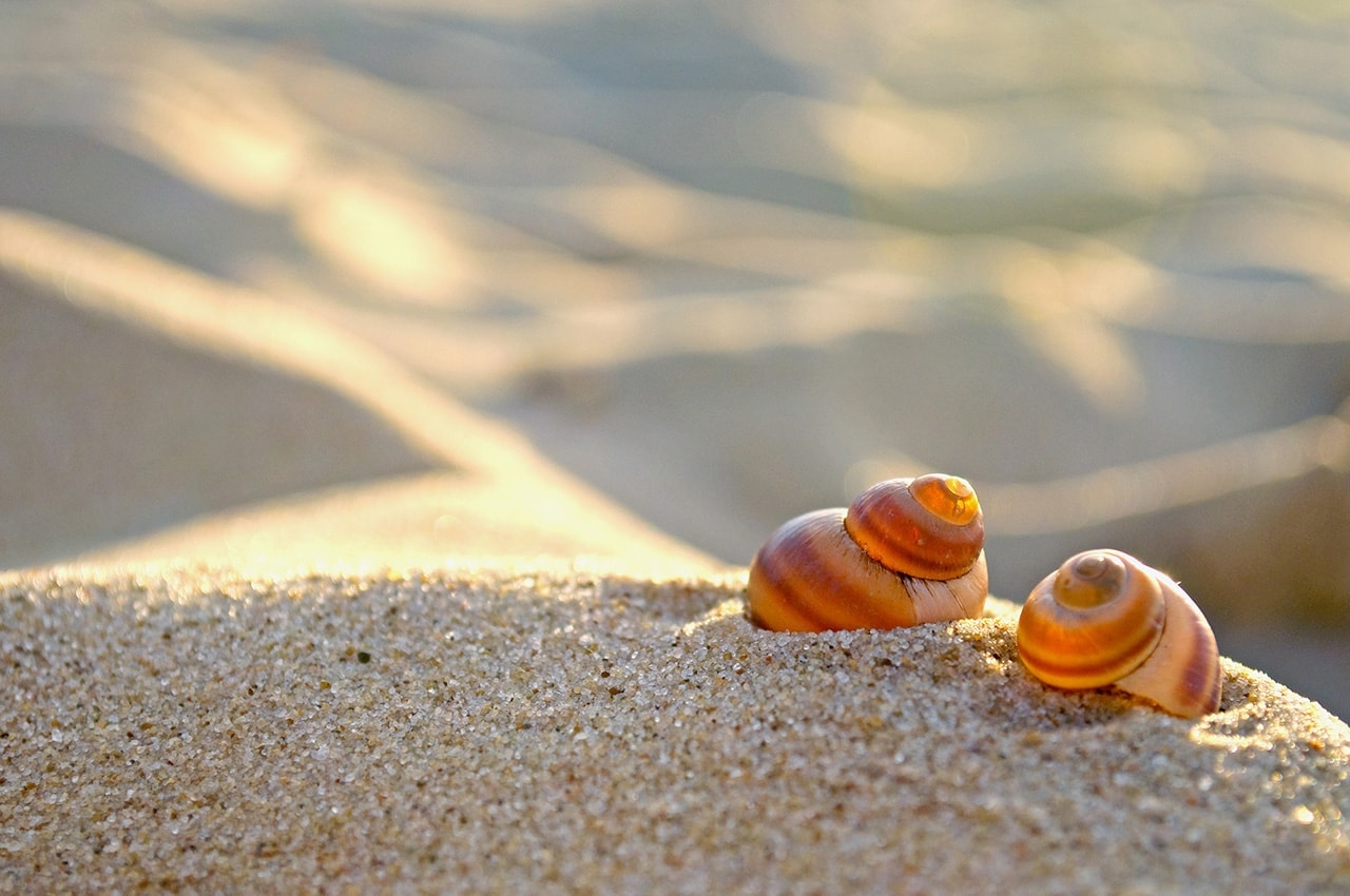 Beach Seashells