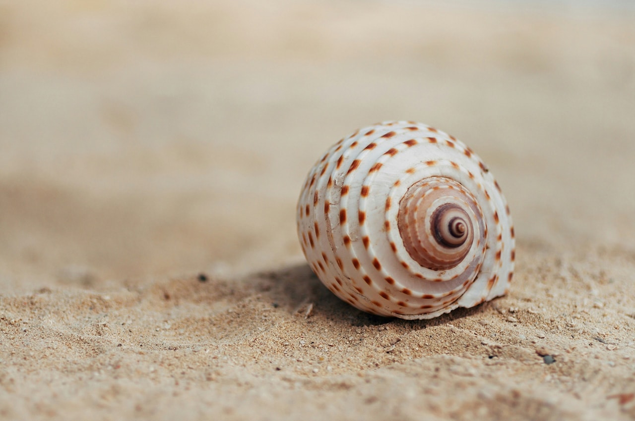 Beach Seashell