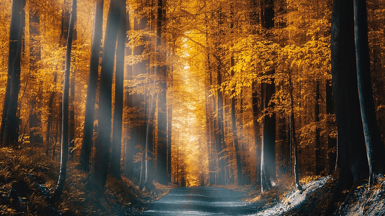 Autumn Sunbeams Forest Path