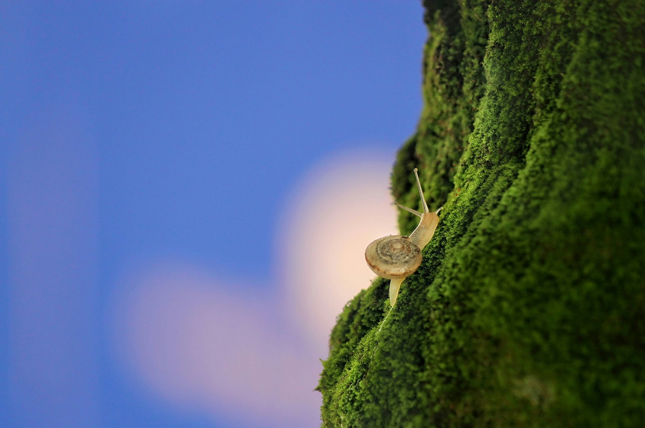 Snail Moss