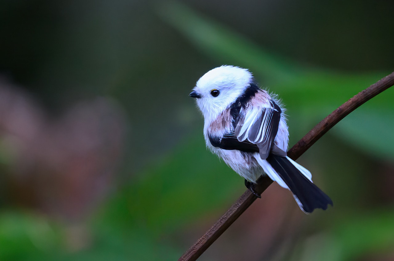 Long-Tailed Tit