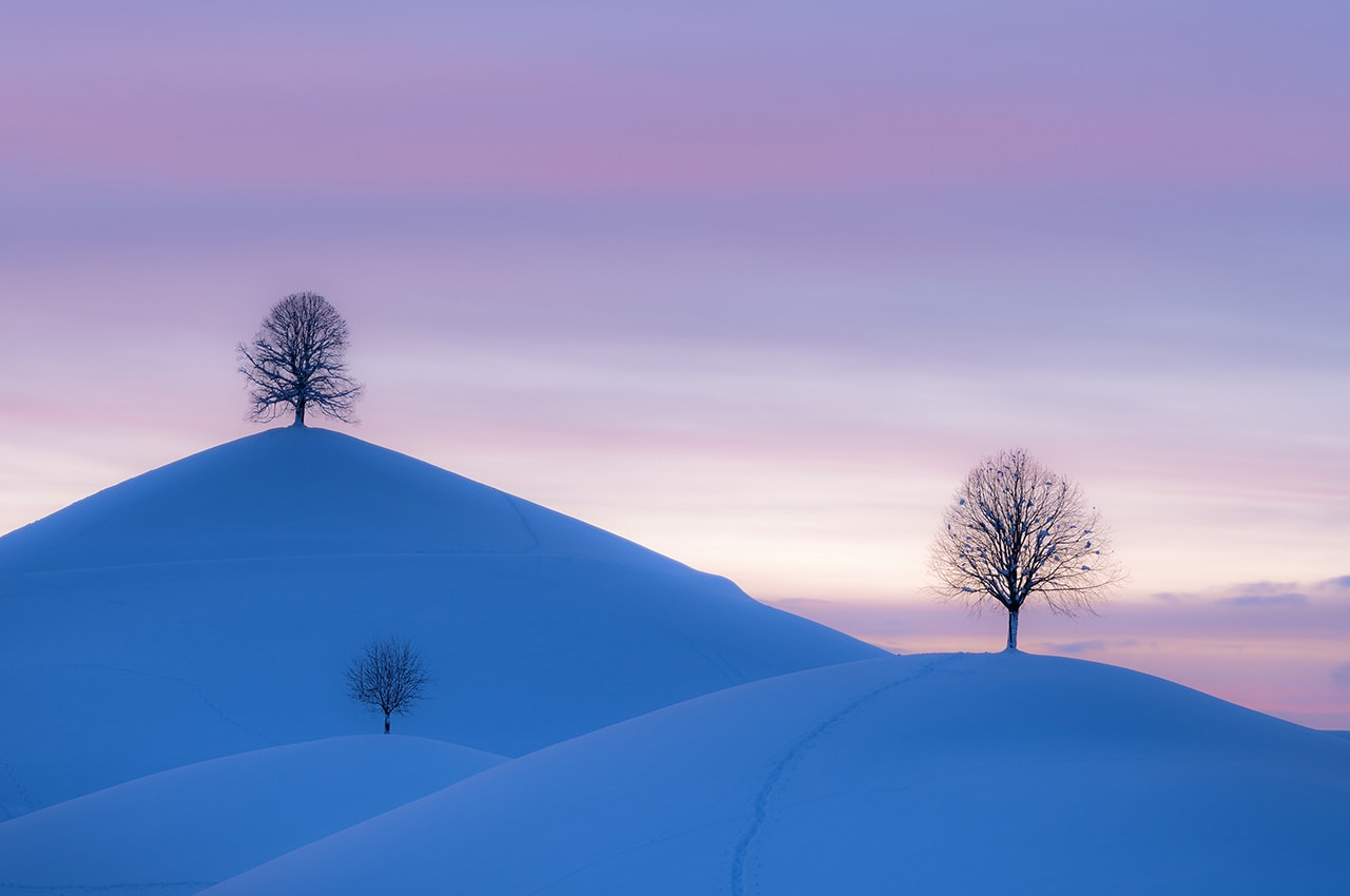 Snowy Hills Trees