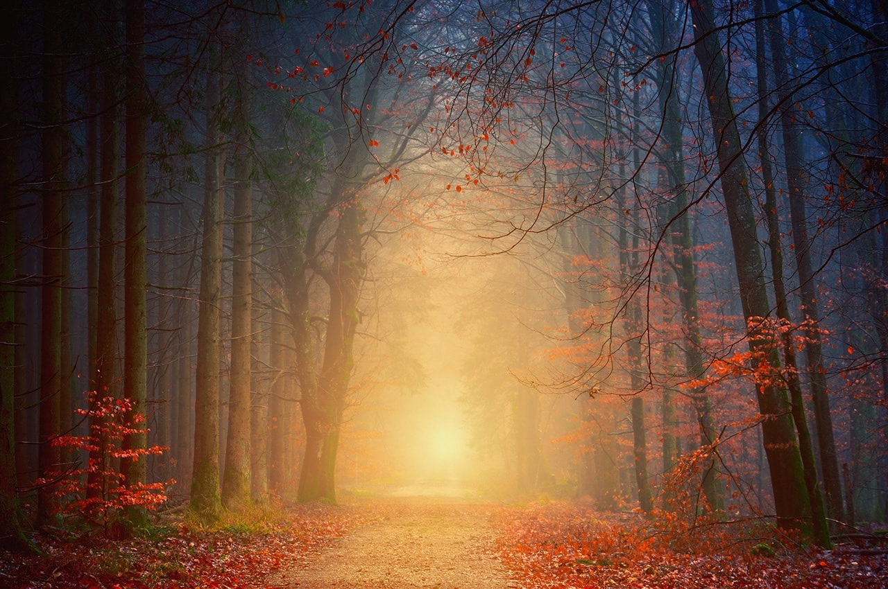 Autumn Misty Forest Path