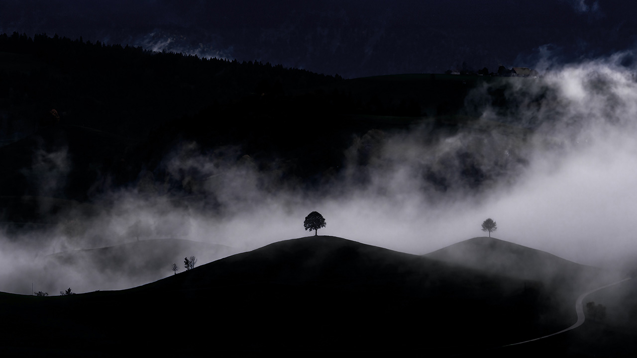 Foggy Hills Trees