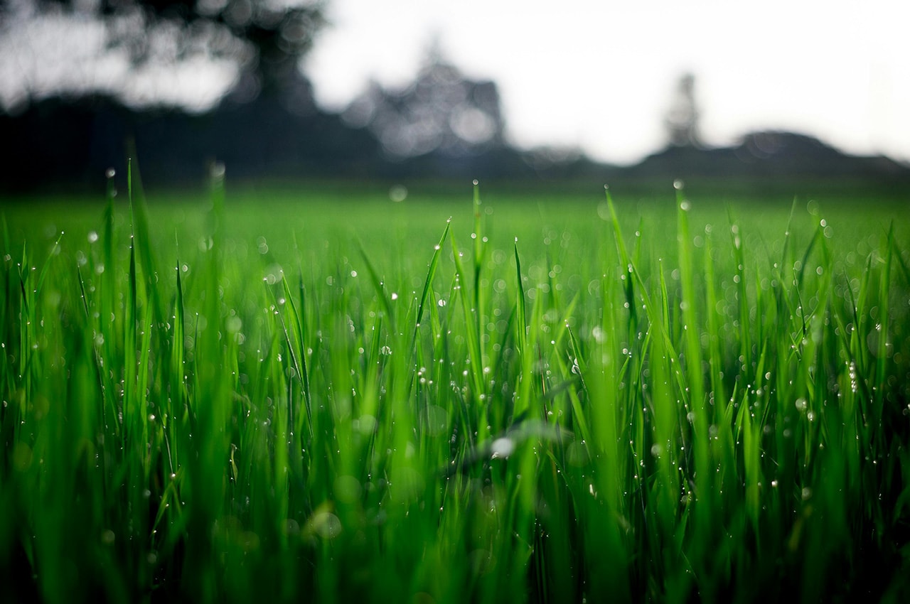 Raindrop Green Grasses