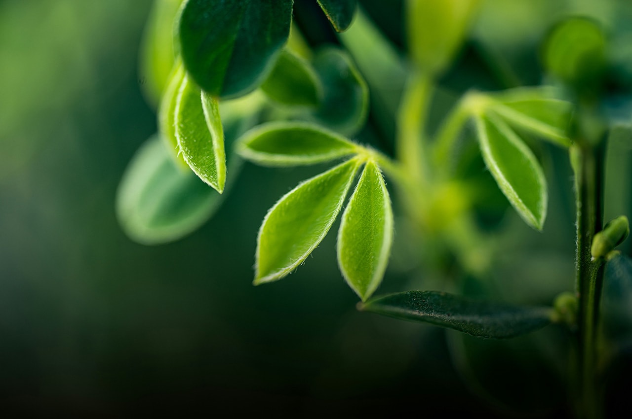 Green Plant Leaves