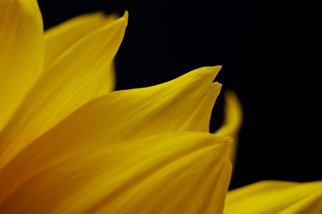 Yellow Petals Macro