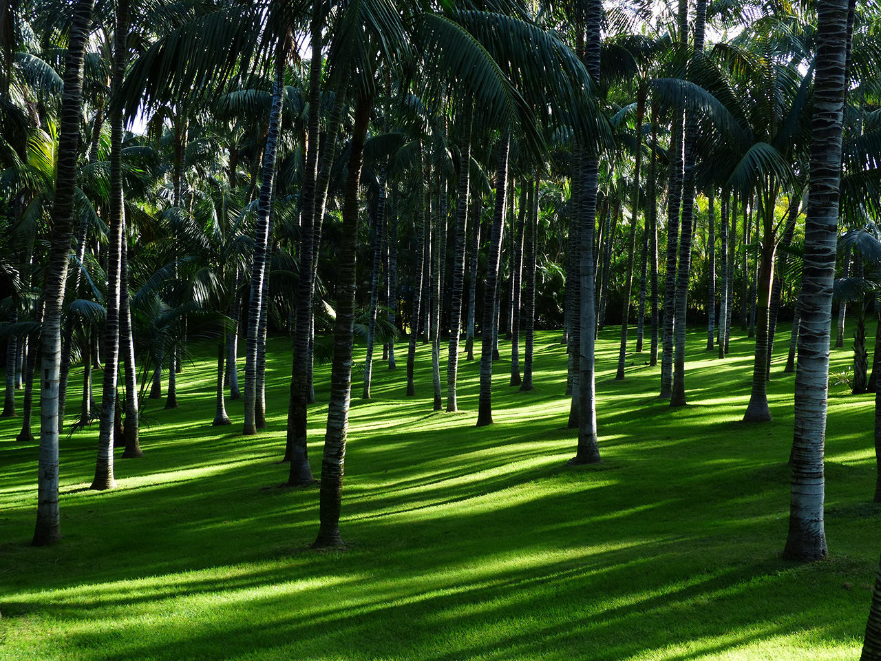 Green Grass Palm Forest