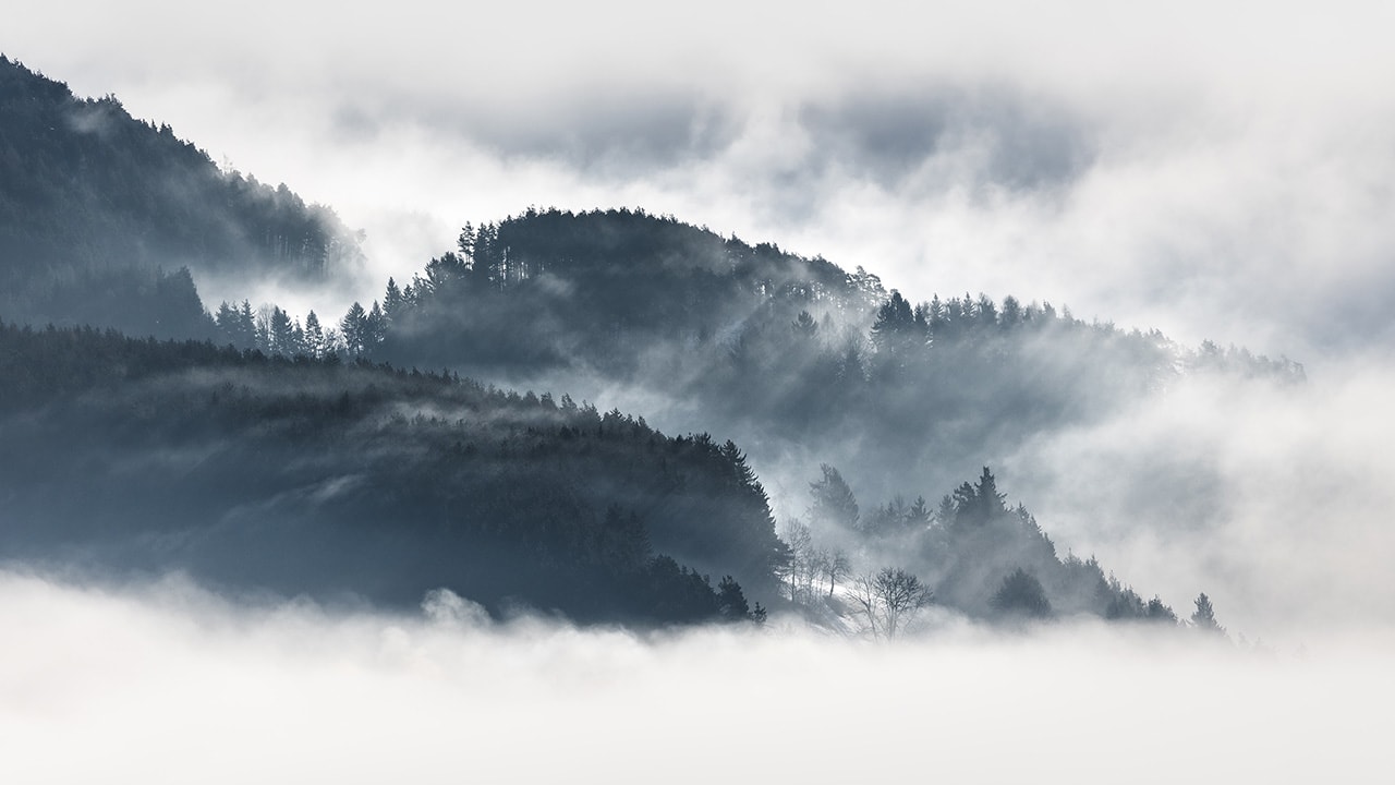 Foggy Pine Forest