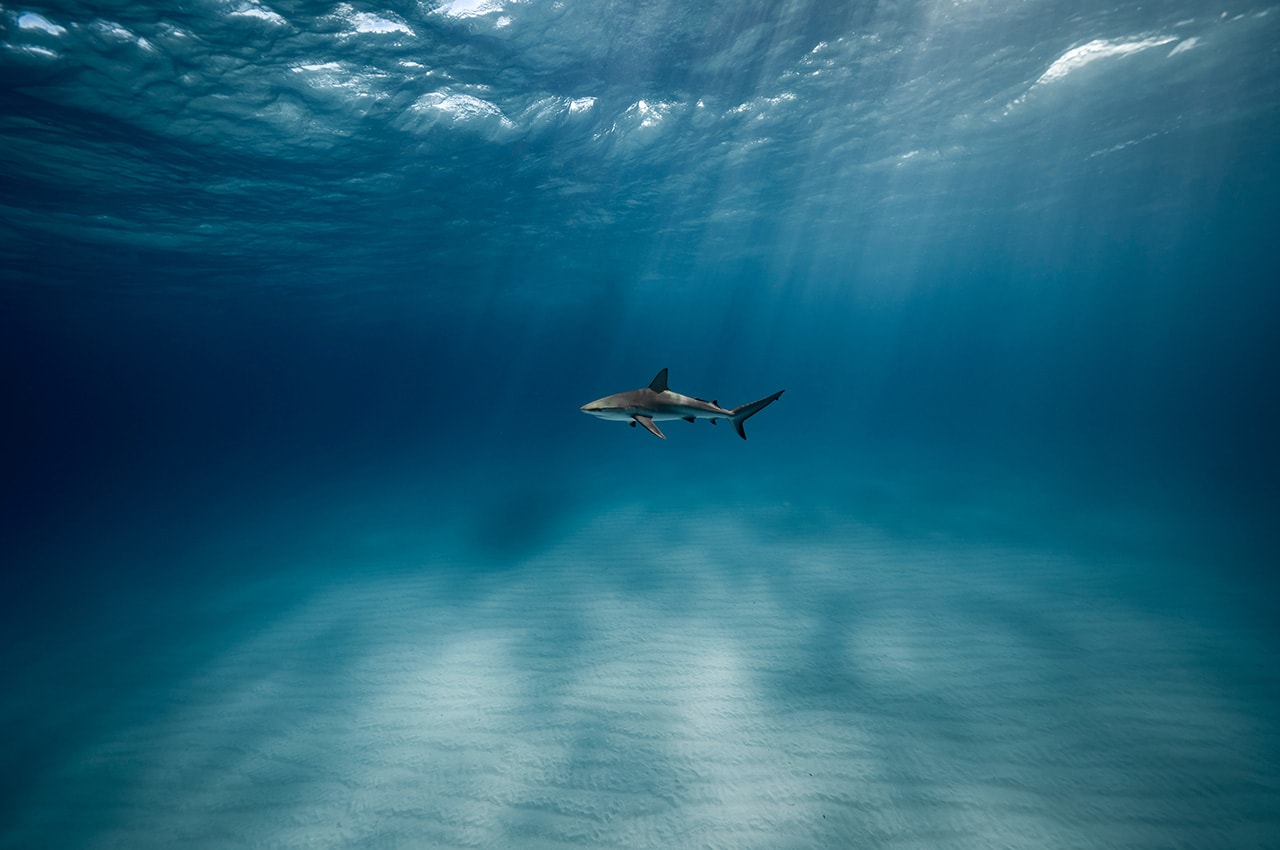 Underwater Shark