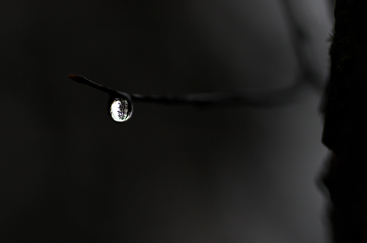 Branch Water Drops Monochrome