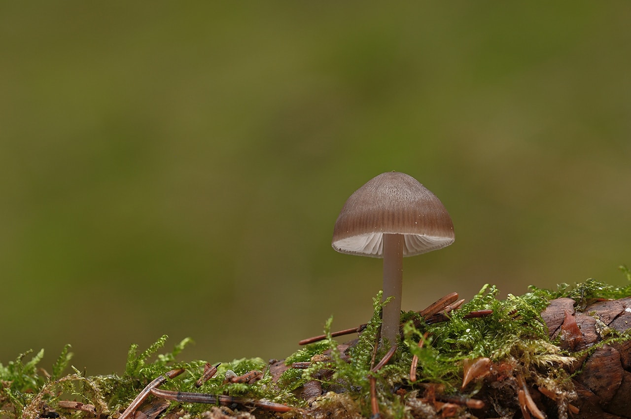 Mushroom Moss