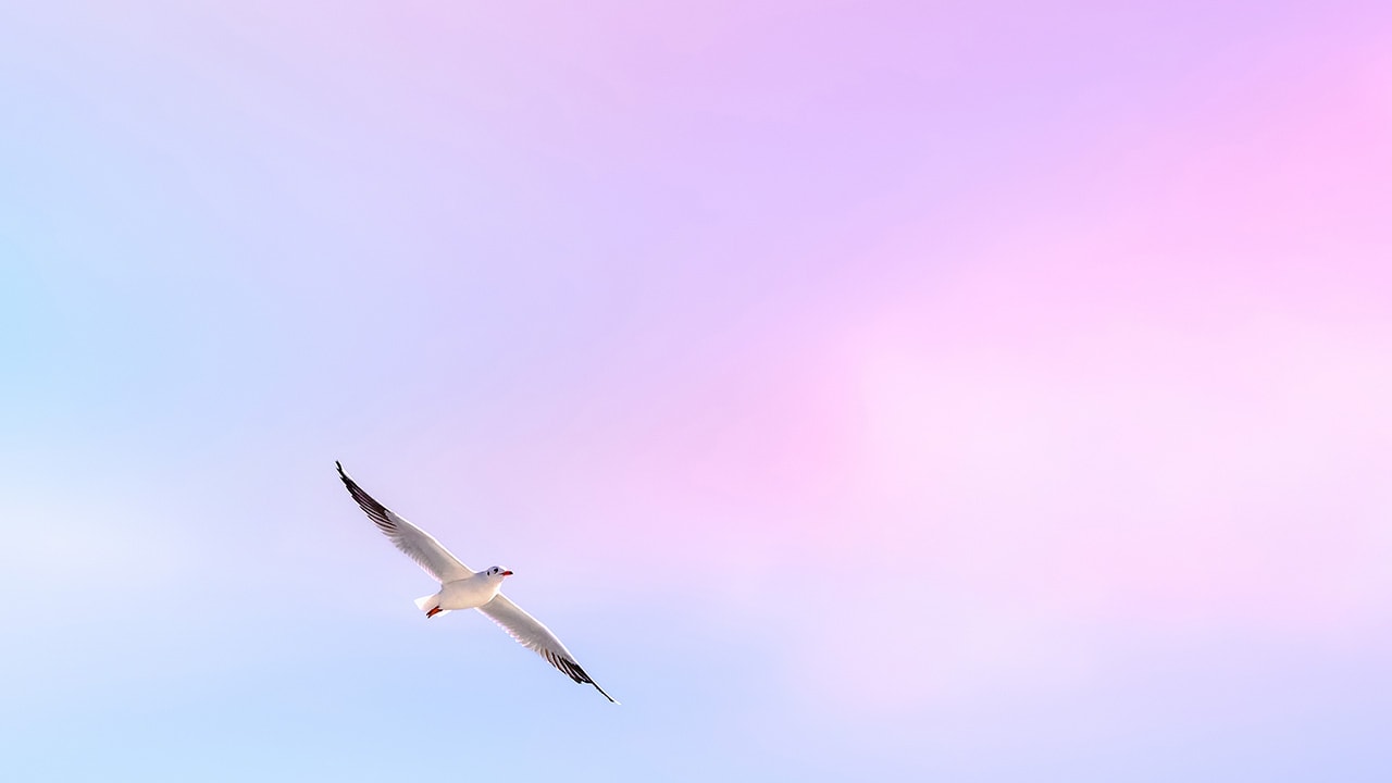 Pastel Sky Seagull
