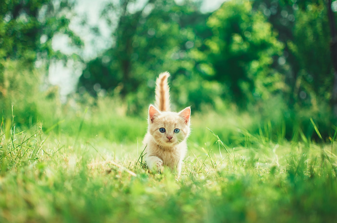 Cute Kitten