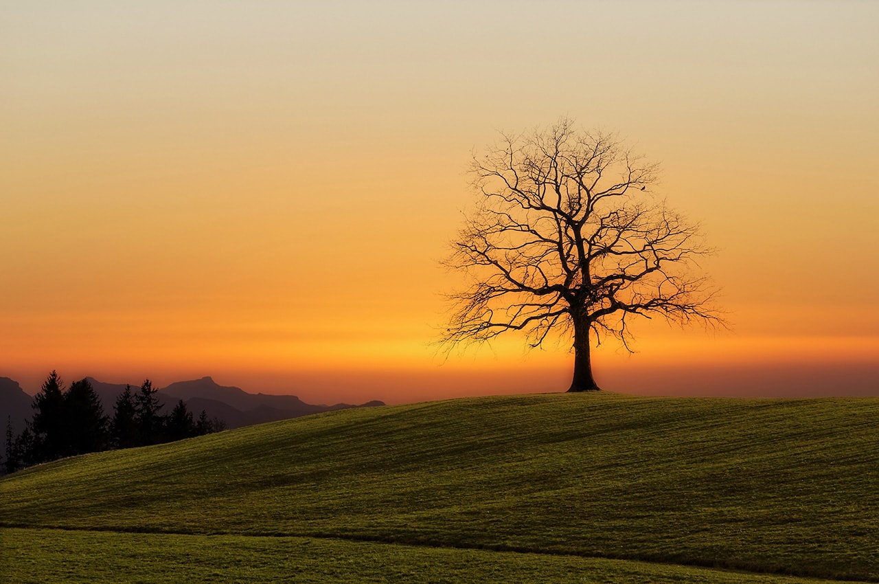 Sunset Lone Tree on Green Hill