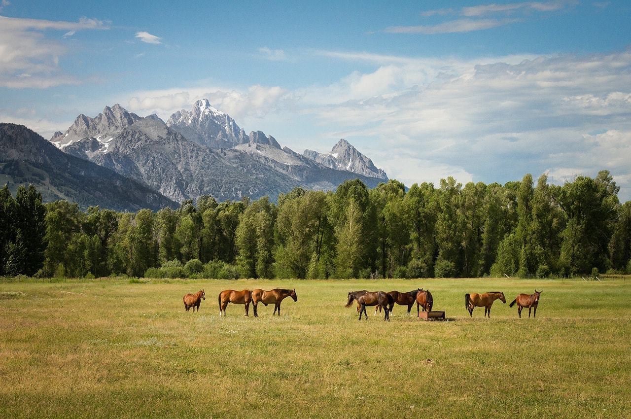 Grass Field Horses