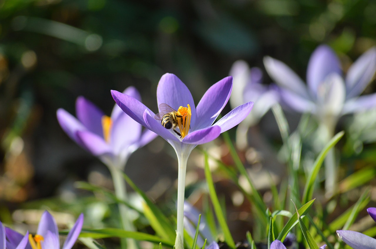 Crocuses and Bee