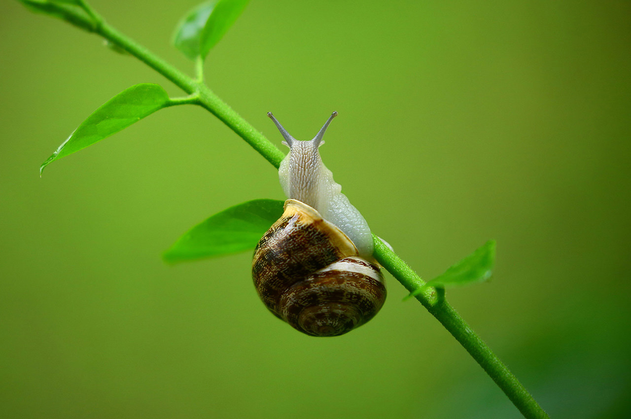 Green Stalk Snail