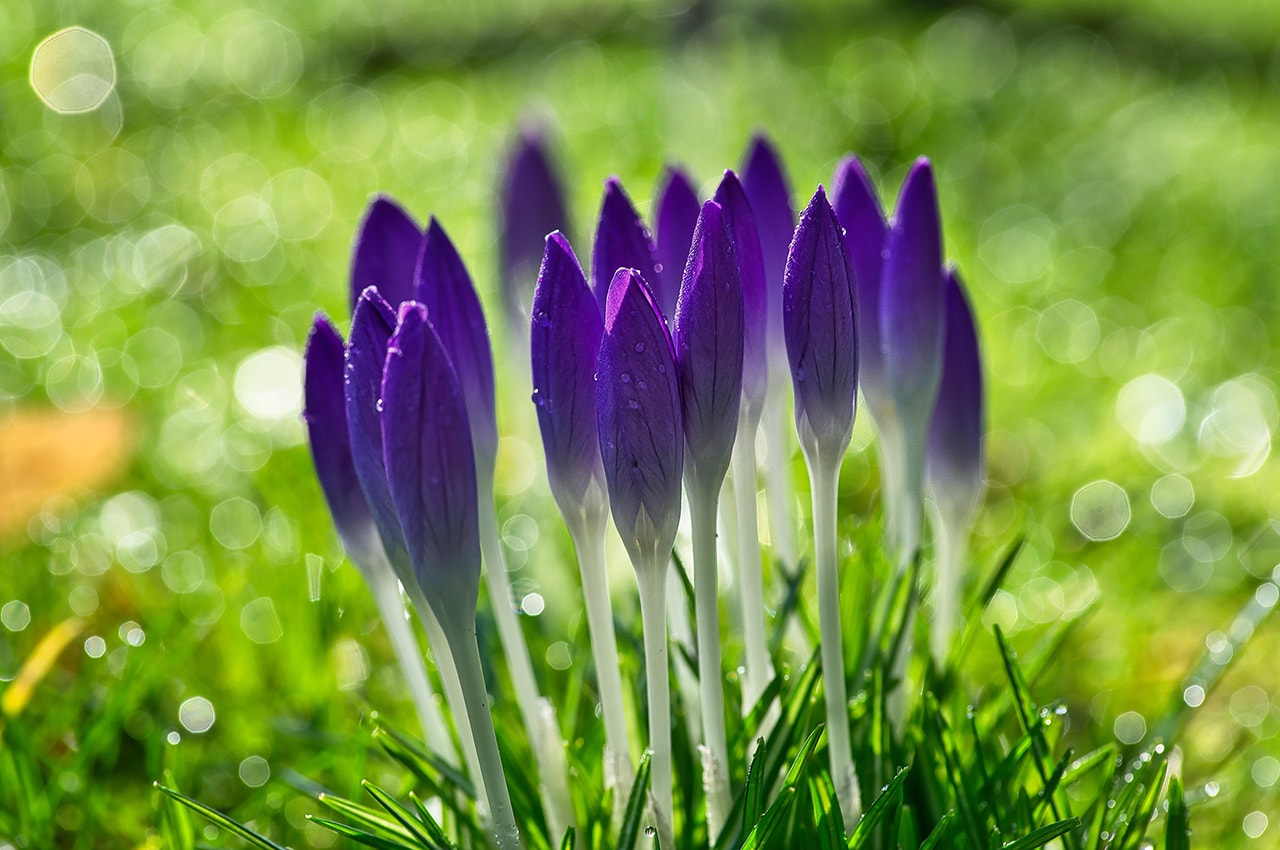 Purple Crocuses of Spring