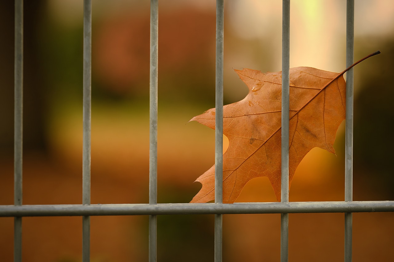 Autumn Leaf Fence