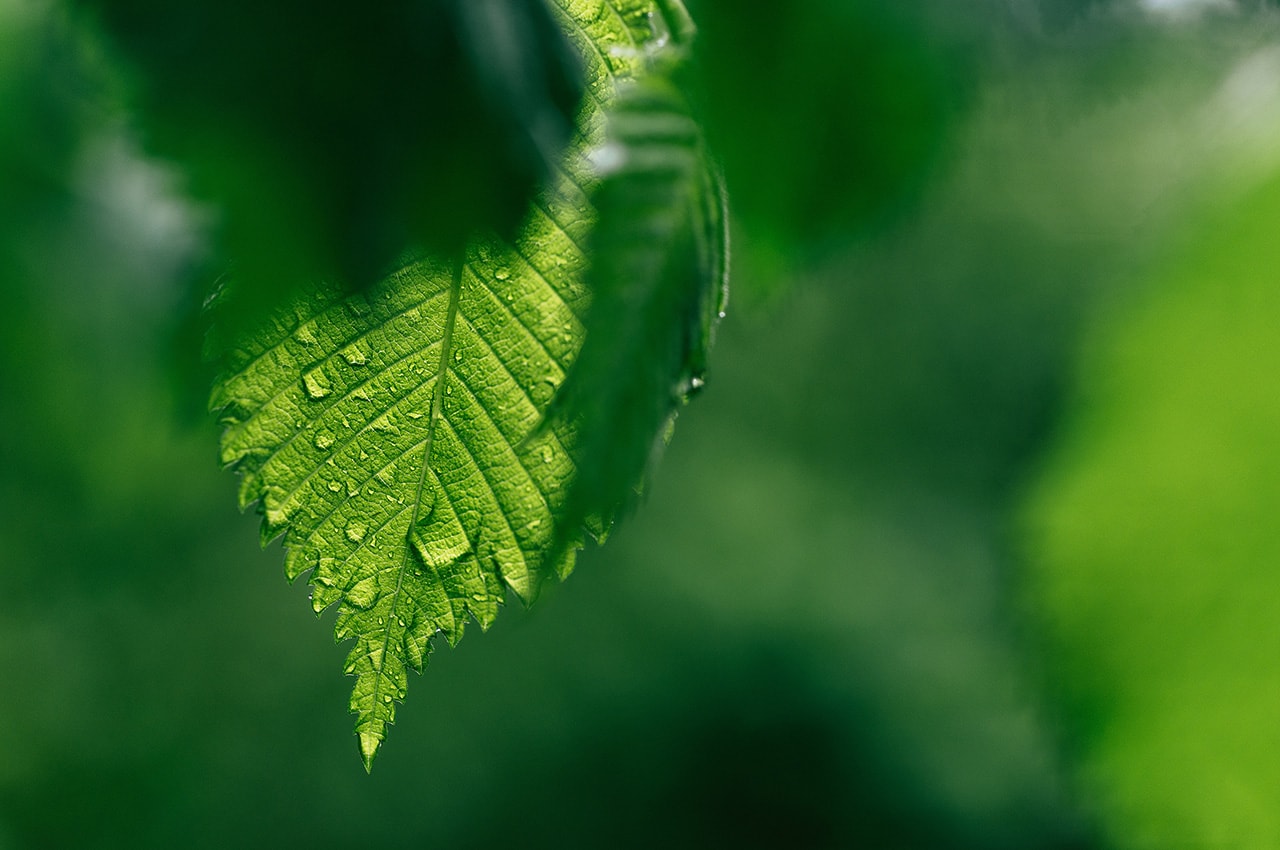 Raindrops Green Leaf