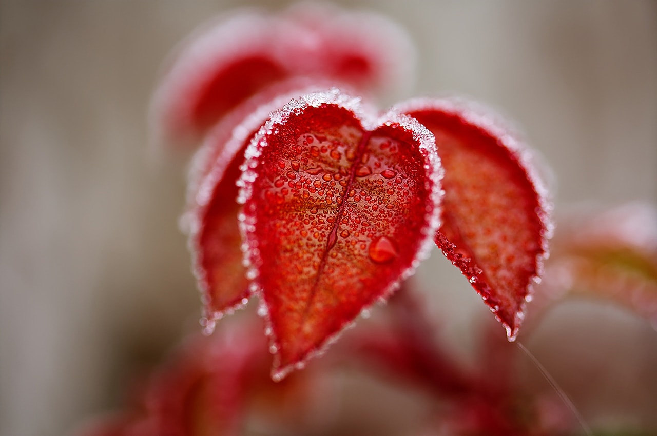 Frozen Red Leaves