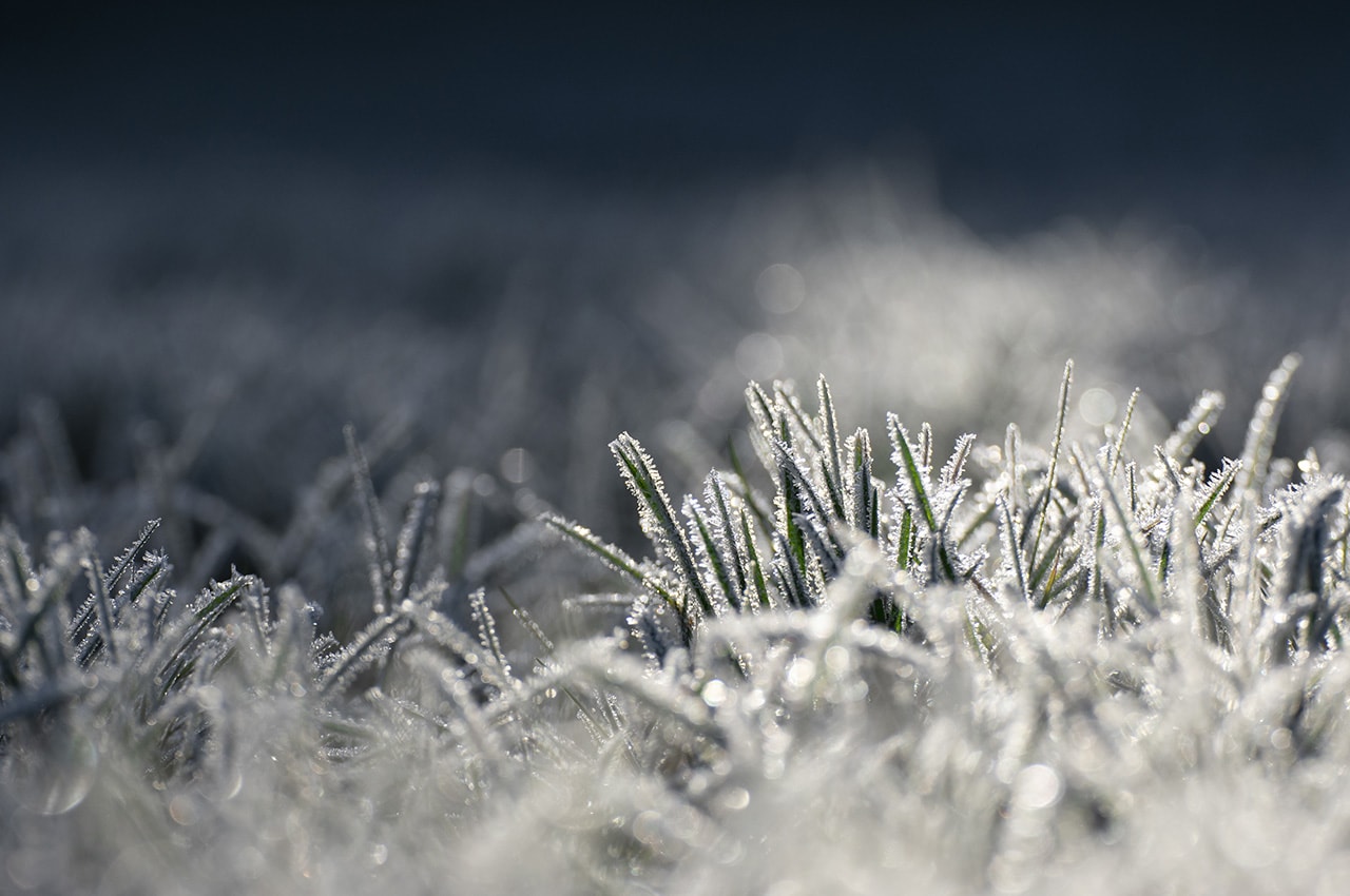 Frozen Grass