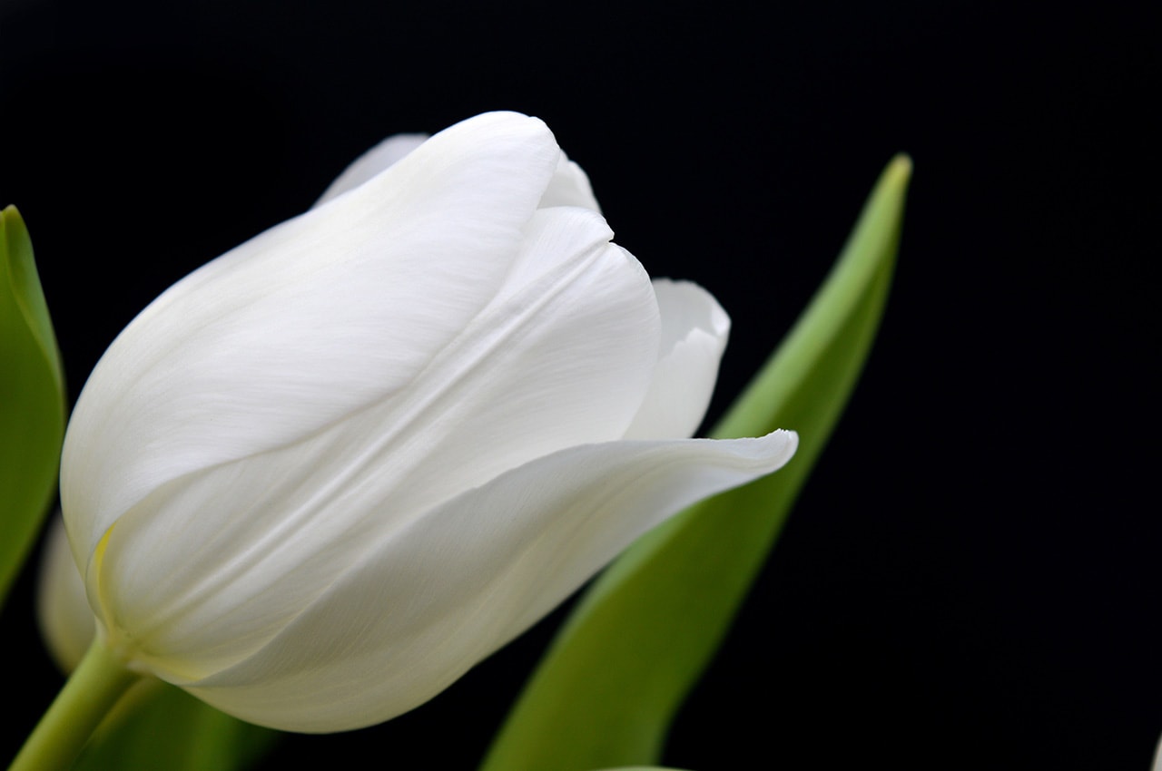 White Tulip Macro