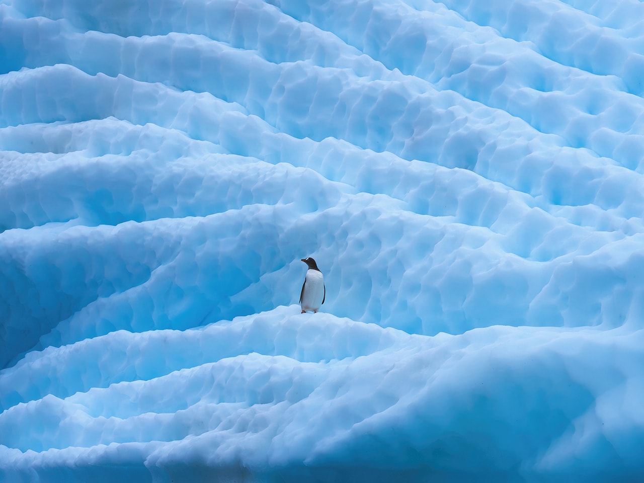 Antarctica Penguin