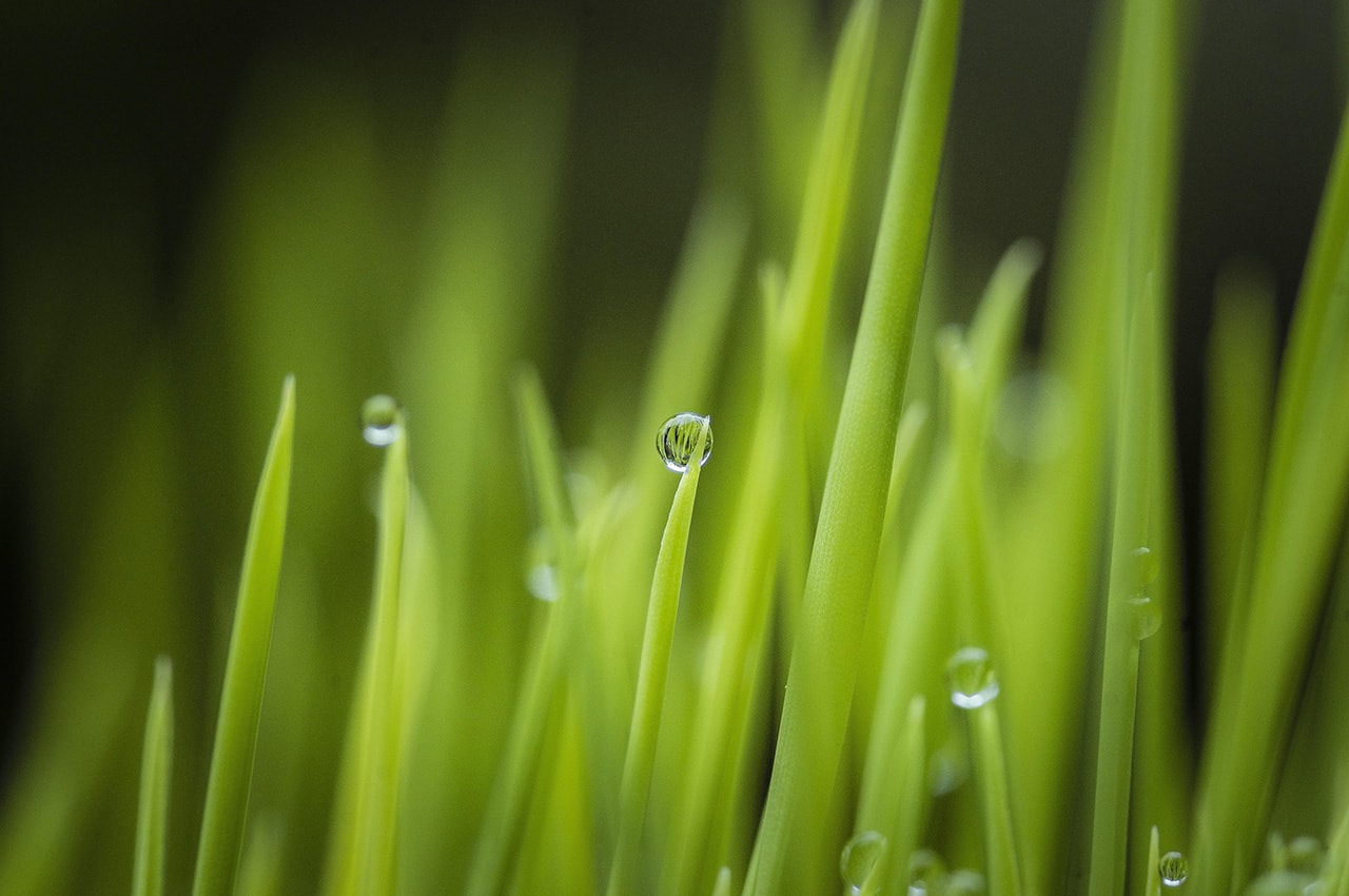 Green Plants Water Drops
