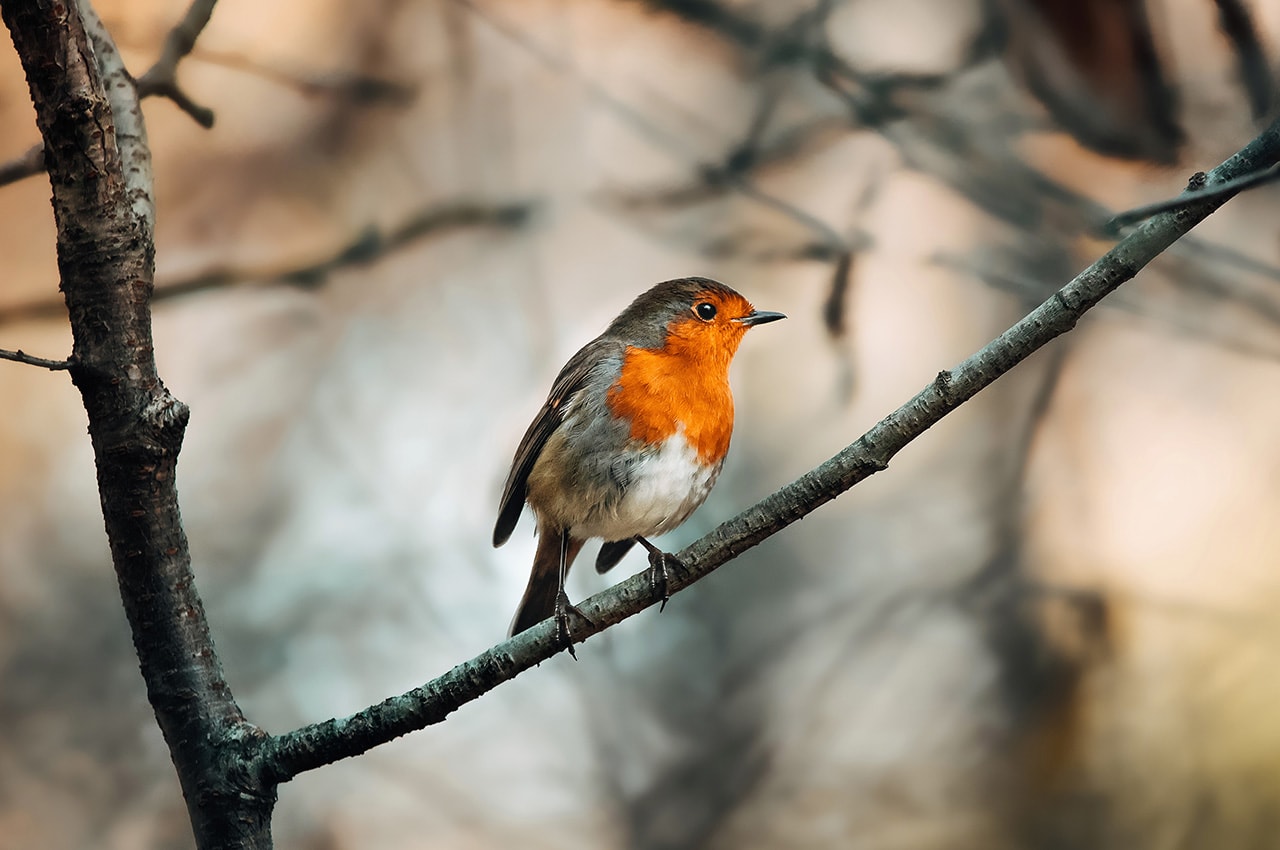 European Robin