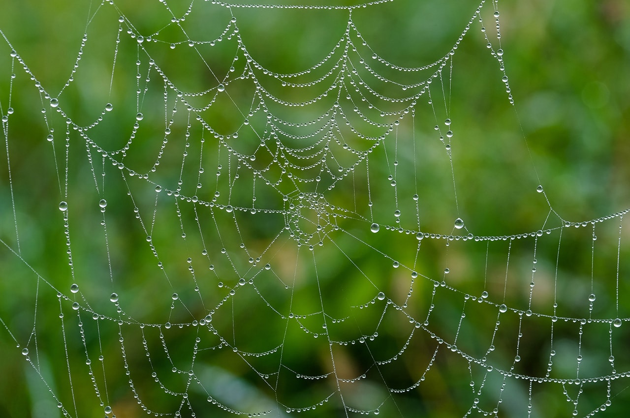 Spider Web Dewdrops