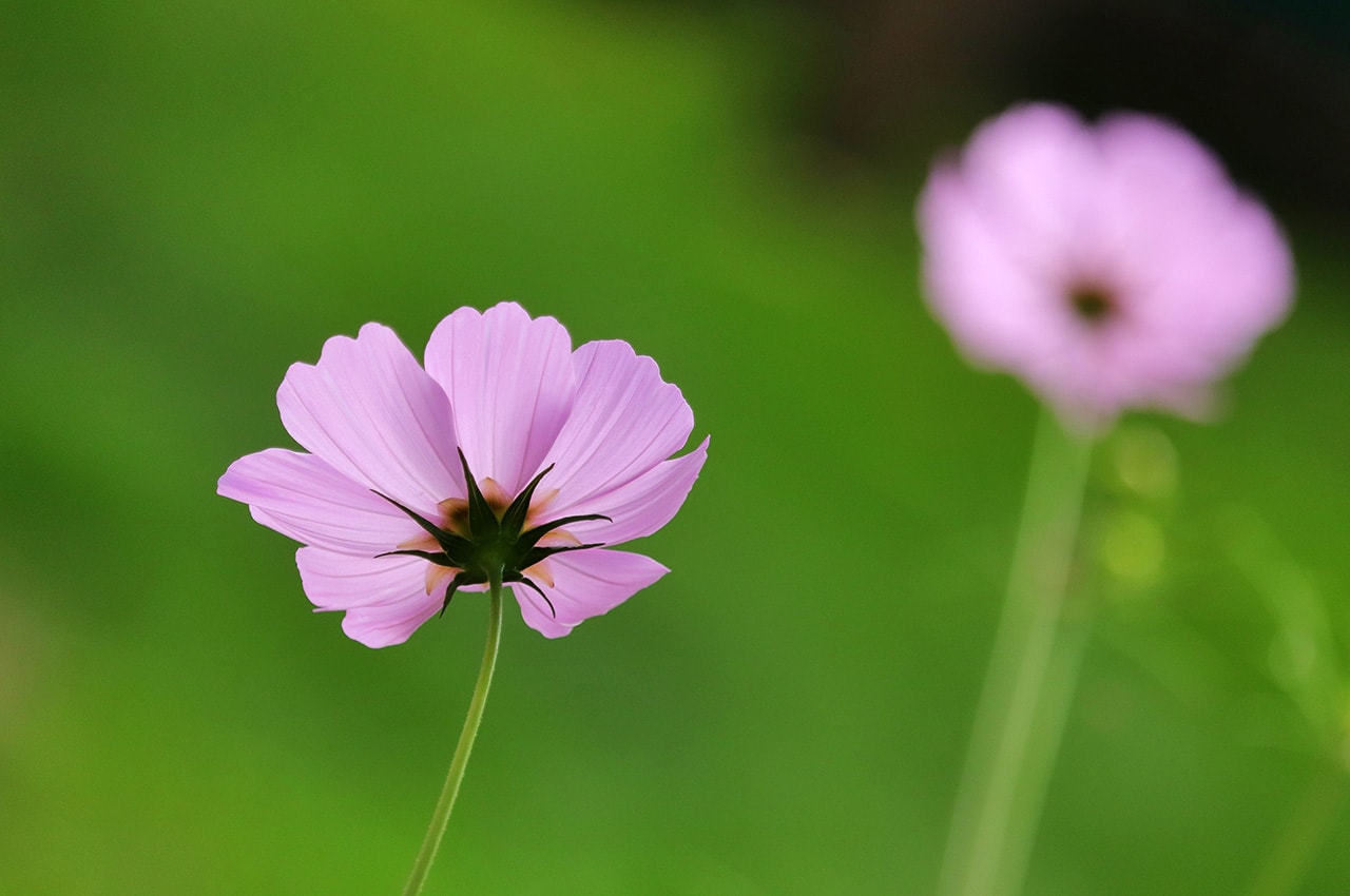 Cosmos