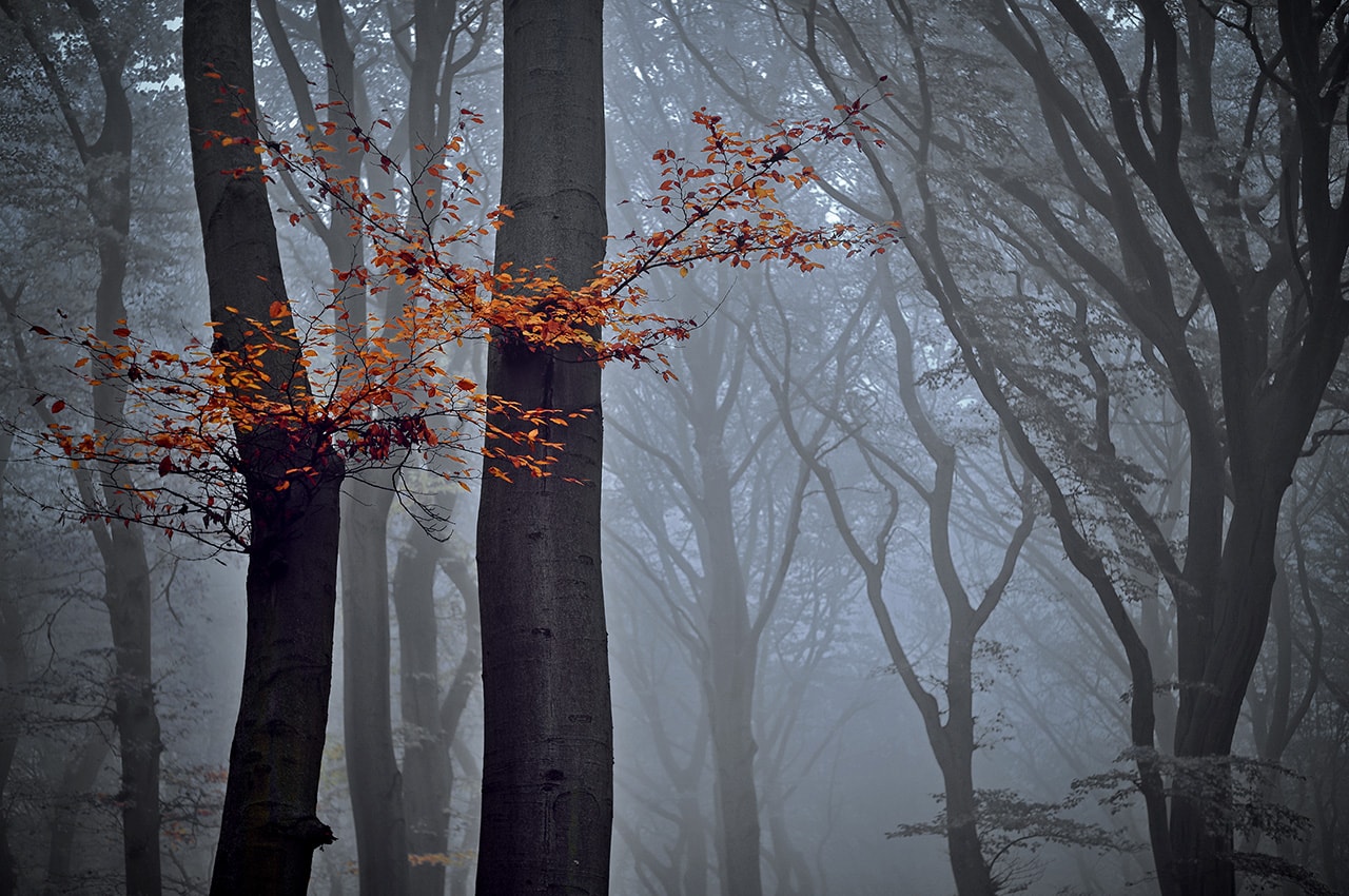 Autumn Misty Forest