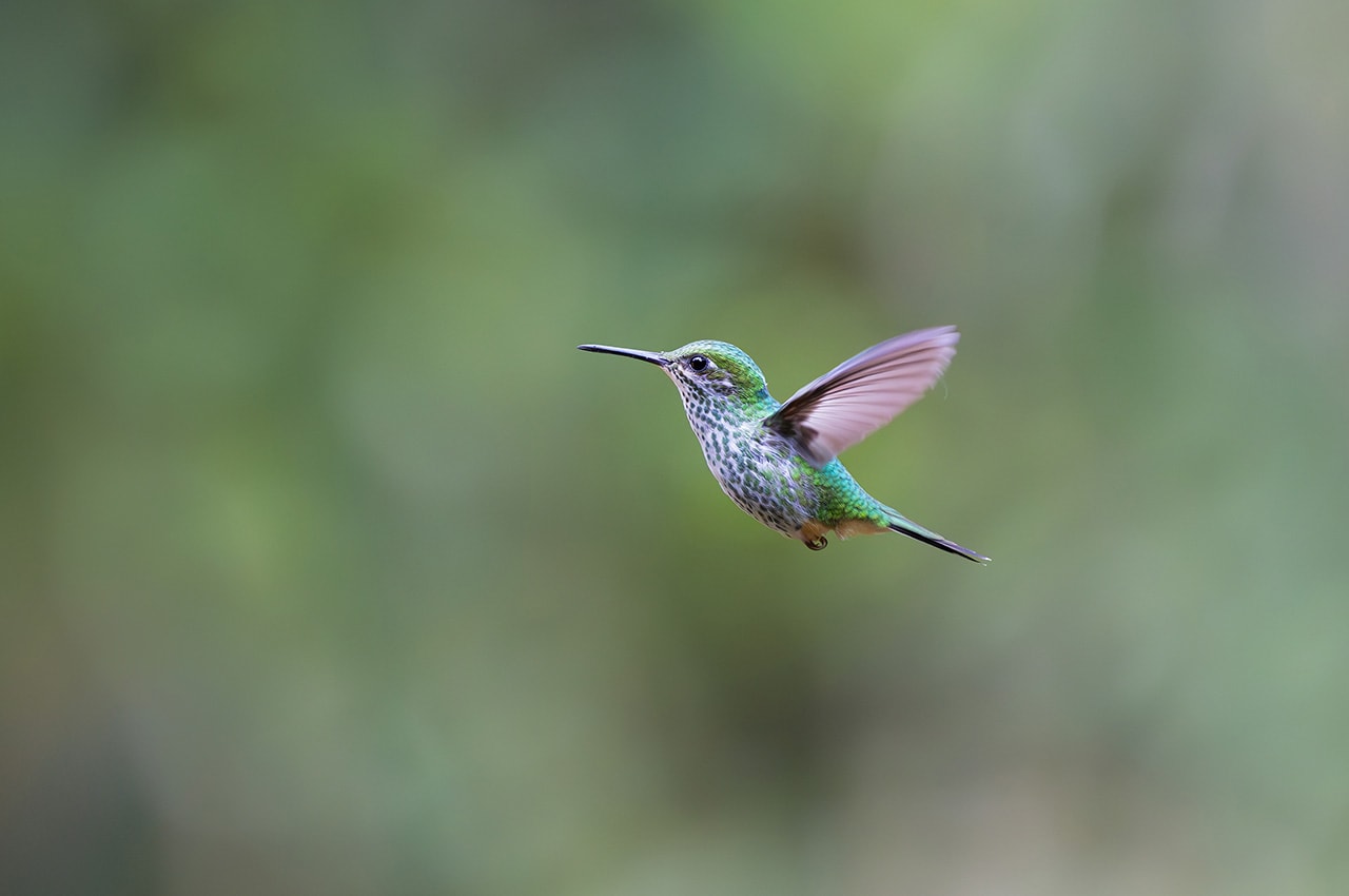Hummingbird