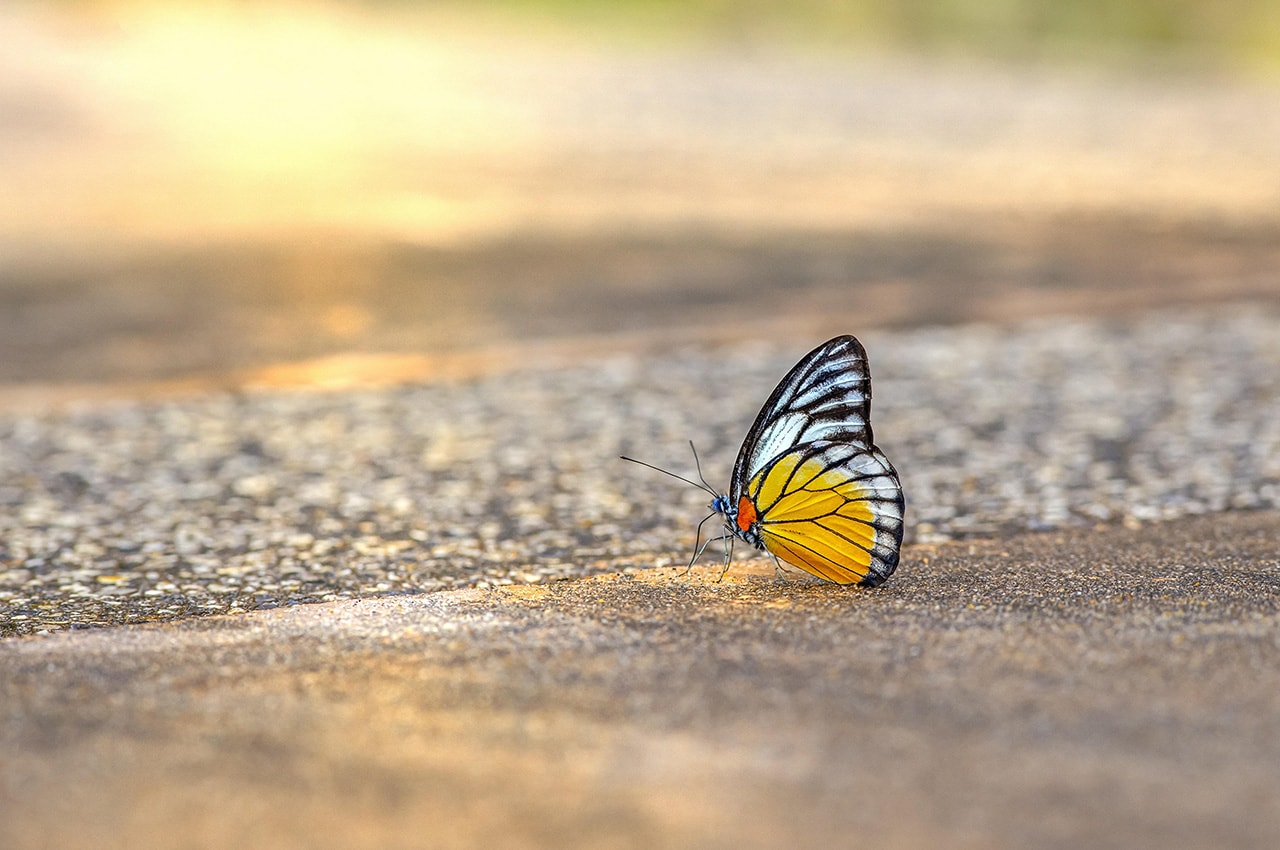 Butterfly