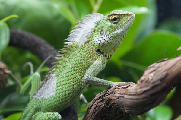 Green Lizard