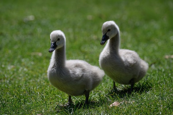 Cygnets