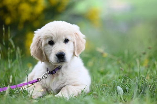 Golden retriever Puppy