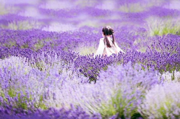 Lavender Field Little Girl