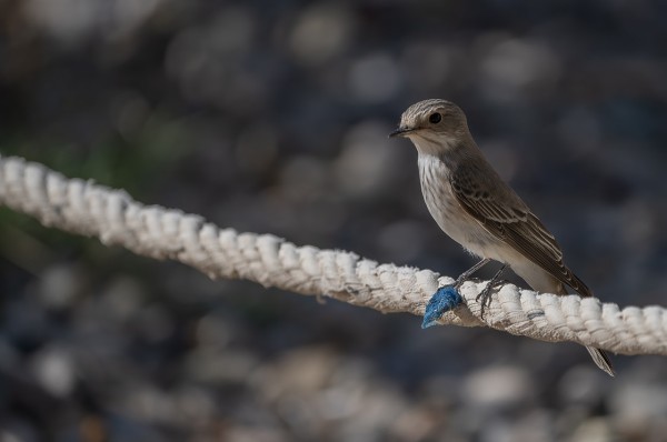 Spotted flycatcher