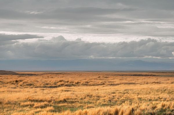 Qinghai Countryside Grassland