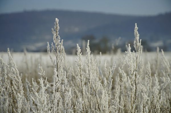Frosty Reeds