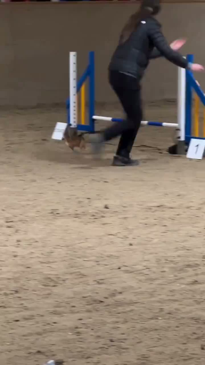 도그 어질리티에 도전하는 치와와