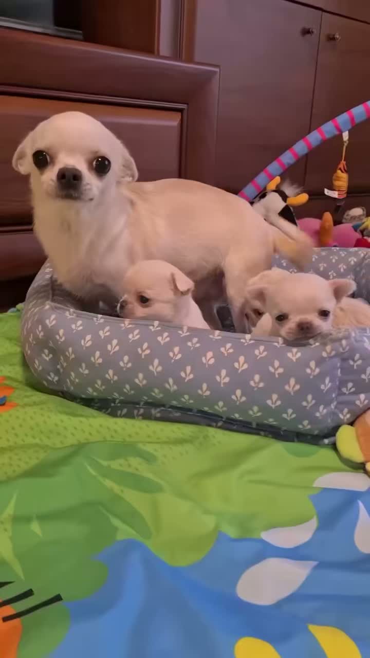 엄마지만 애교쟁이 와와