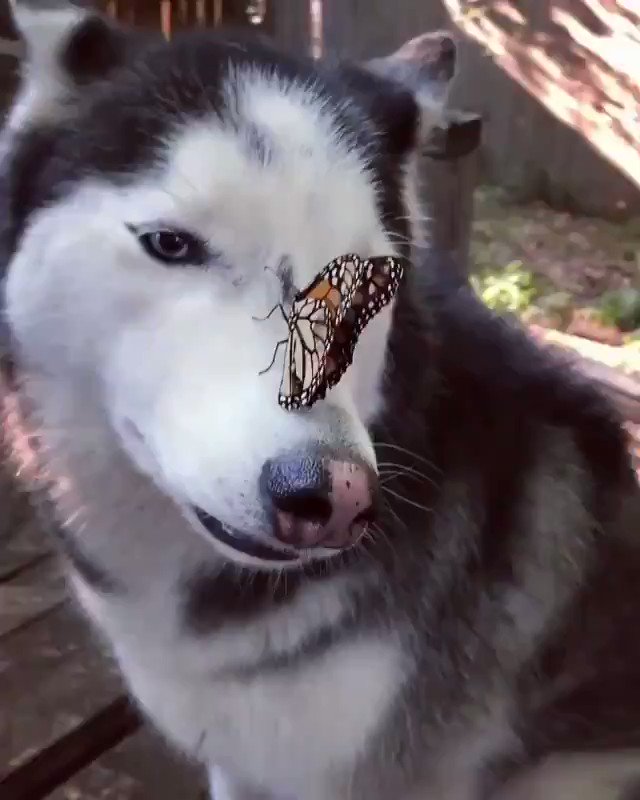 개와 나비의 조우
