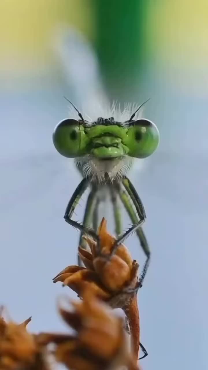잠자리