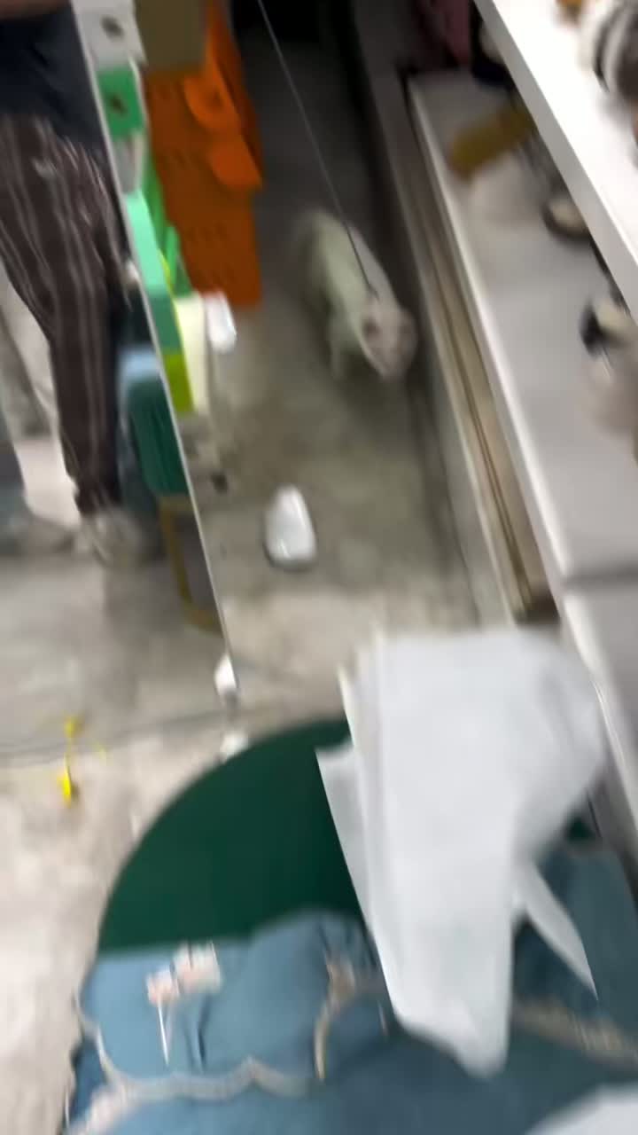 캣워킹