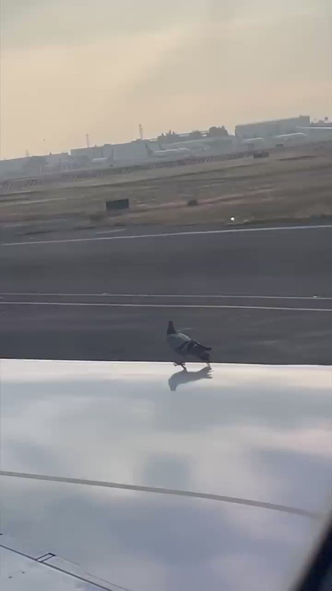 비둘기의 비행기 체험